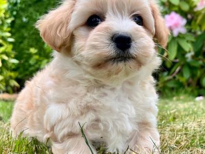 Veterinary Health Checked Miniature Golden Doodle puppies