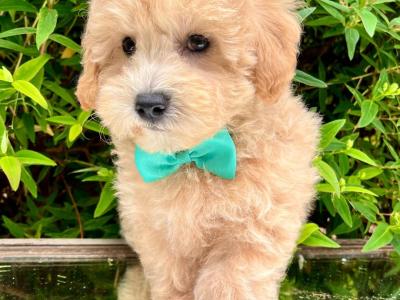 Veterinary Health Checked Miniature Golden Doodle puppies