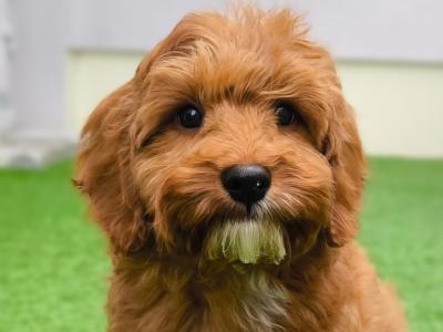 Adorable and Affectionate Cavapoo puppy looking for his family