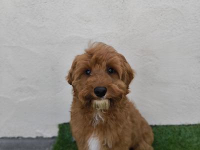 Adorable and Affectionate Cavapoo puppy looking for his family