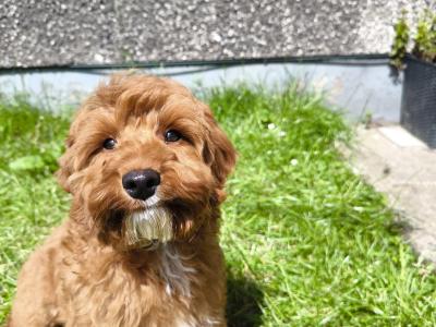 Adorable and Affectionate Cavapoo puppy looking for his family