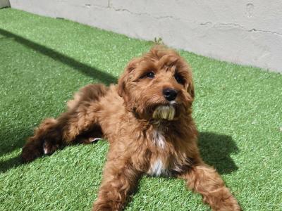 Adorable and Affectionate Cavapoo puppy looking for his family