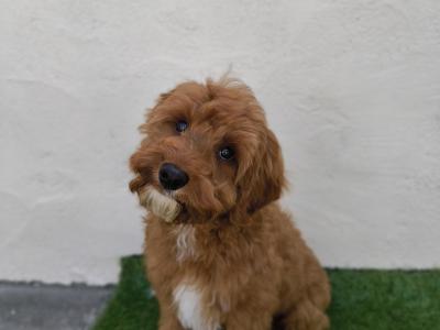 Adorable and Affectionate Cavapoo puppy looking for his family