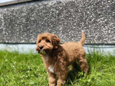 Adorable and Affectionate Cavapoo puppy looking for his family
