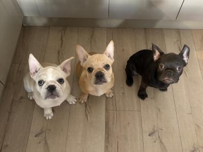 Beautiful French Bulldog puppies in Dublin – Loving, Healthy & Ready for Their Forever Homes