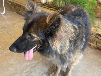 IKC Registered 7 year 10 month old female German Shepherd in Wicklow