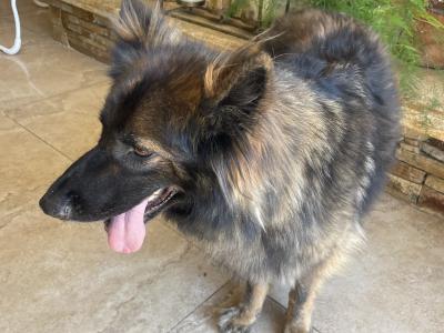 7 year old German Shepherd