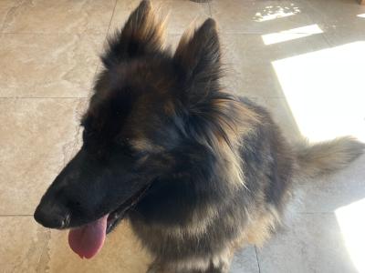 IKC Registered 7 year 10 month old female German Shepherd in Wicklow
