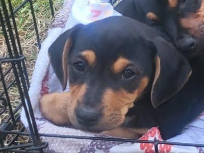 Jack Russell x Dachshund puppies in Mayo