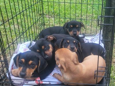 Jack Russell x Dachshund mix pups