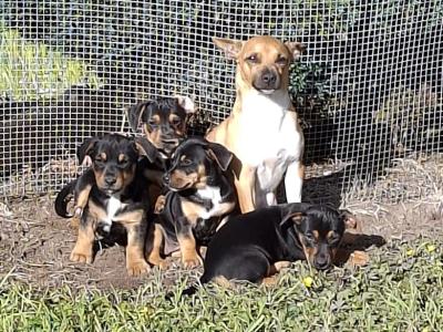 Jack Russell x Dachshund mix pups