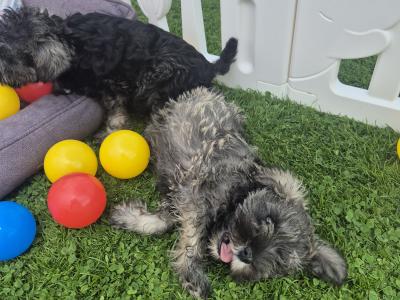 All reserved!!! Miniature Schnauzer puppies (parents Health Tested & Clear)