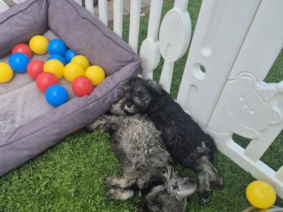 All reserved!!! Miniature Schnauzer puppies (parents Health Tested & Clear)
