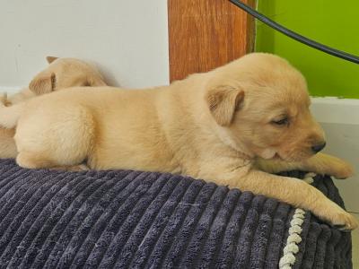 Labrador x Siberian Husky puppies in Wexford