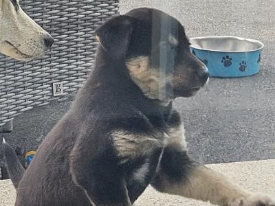 Labrador x Siberian Husky puppies in Wexford