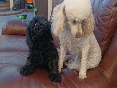 Gorgeous Cockapoo puppies in Longford