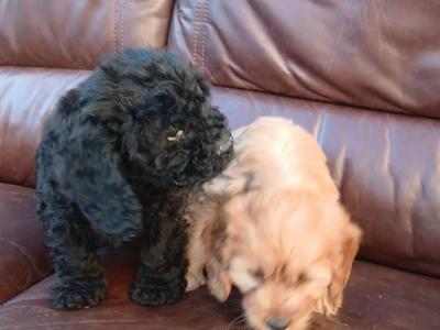 Gorgeous Cockapoo puppies in Longford