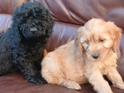 Gorgeous Cockapoo puppies in Longford