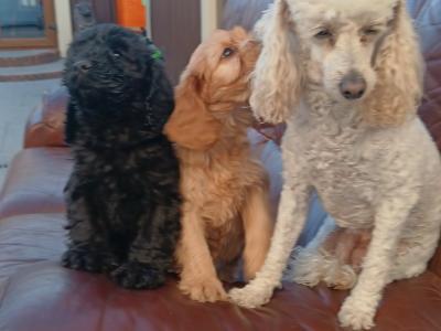 Gorgeous Cockapoo puppies in Longford