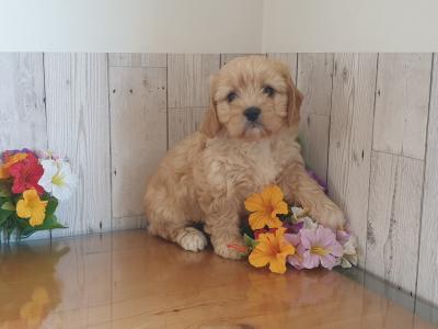 Vet checked, Child Friendly Cavachon puppies in Limerick