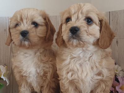Vet checked, Child Friendly Cavachon puppies in Limerick