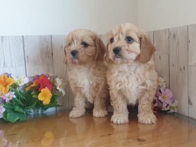 Vet checked, Child Friendly Cavachon puppies in Limerick
