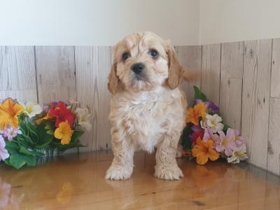 Vet checked, Child Friendly Cavachon puppies in Limerick