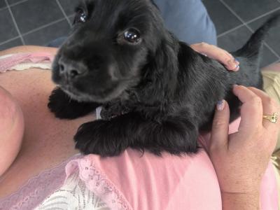 ONE FEMALE puppy left Cocker Spaniel Pup Co Clare