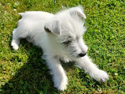 Pedigree male West Highland Terrier puppy in Monaghan