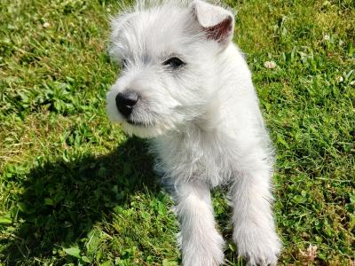 Pedigree male West Highland Terrier puppy in Monaghan