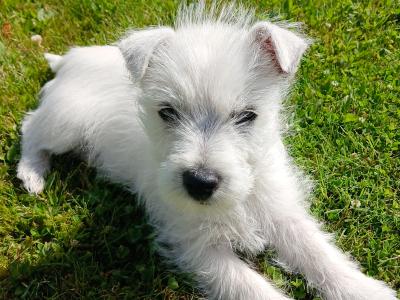 Pedigree male West Highland Terrier puppy in Monaghan