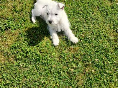 Pedigree male West Highland Terrier puppy in Monaghan