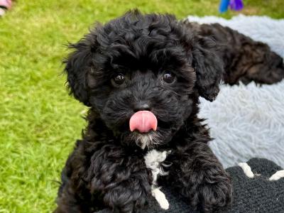 Unique Cavapoochon F1b puppies  €1300-€1500