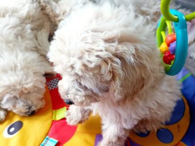 Miniature Poodle puppies in Mayo