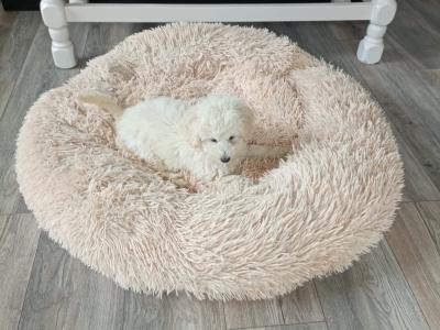 Miniature Poodle puppies in Mayo