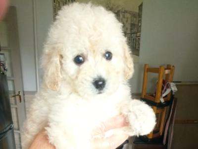 Miniature Poodle puppies in Mayo