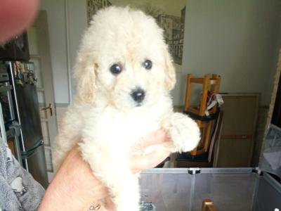 Miniature Poodle puppies in Mayo