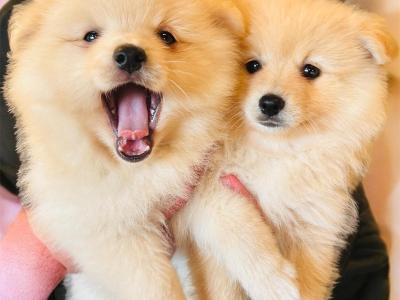 Fluffy & Cute Pomeranian puppies in Cork (text message only)