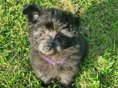 Beautiful Pomapoo (Pomeranian x Poodle) puppies in Kerry