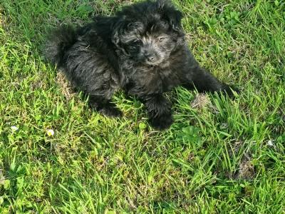 Beautiful Pomapoo (Pomeranian x Poodle) puppies in Kerry