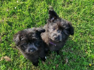 Beautiful Pomapoo (Pomeranian x Poodle) puppies in Kerry