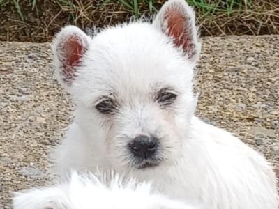West Highland Terrier puppies for sale in Limerick