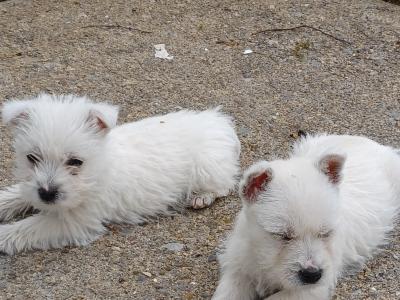 West Highland Terrier puppies for sale in Limerick