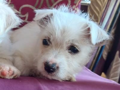 West Highland Terrier puppies for sale in Limerick