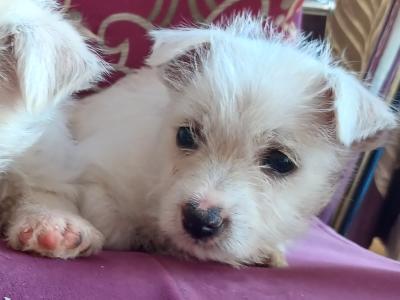 West Highland Terrier puppies for sale in Limerick