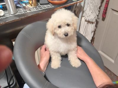 Miniature Poodle puppies in Mayo
