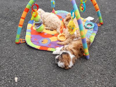 Miniature Poodle puppies in Mayo