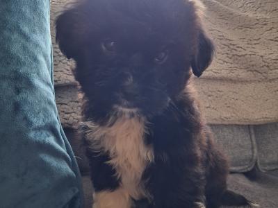 Cavapoochon puppies in Clare