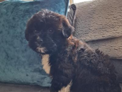 Cavapoochon puppies in Clare