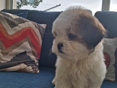 Cavapoochon puppies in Clare